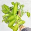 Vanilla Planifolia Varigated - Variegated Vanilla 2 Vanilla Planifolia Varigated - Variegated Vanilla -Ed's plant shop vanilla planifolia varigated variegated vanilla 794668