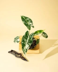 Variegated Alocasia 'Frydek' – Rare Velvet Foliage Houseplant -Ed's plant shop variegated alocasia frydek rare velvet foliage houseplant 242461