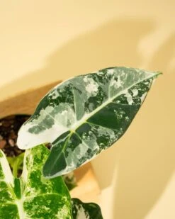 Variegated Alocasia 'Frydek' – Rare Velvet Foliage Houseplant -Ed's plant shop variegated alocasia frydek rare velvet foliage houseplant 260161