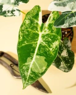 Variegated Alocasia 'Frydek' – Rare Velvet Foliage Houseplant -Ed's plant shop variegated alocasia frydek rare velvet foliage houseplant 288313