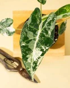 Variegated Alocasia 'Frydek' – Rare Velvet Foliage Houseplant -Ed's plant shop variegated alocasia frydek rare velvet foliage houseplant 354682