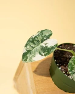 Variegated Alocasia 'Frydek' – Rare Velvet Foliage Houseplant -Ed's plant shop variegated alocasia frydek rare velvet foliage houseplant 480140