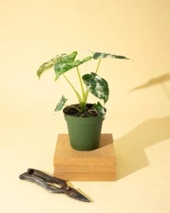 Variegated Alocasia 'Frydek' – Rare Velvet Foliage Houseplant -Ed's plant shop variegated alocasia frydek rare velvet foliage houseplant 649772