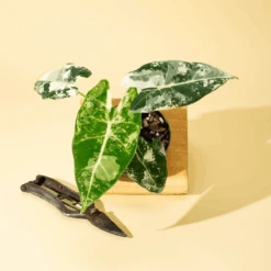 Variegated Alocasia 'Frydek' – Rare Velvet Foliage Houseplant -Ed's plant shop variegated alocasia frydek rare velvet foliage houseplant 752948