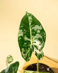 Variegated Alocasia 'Frydek' – Rare Velvet Foliage Houseplant -Ed's plant shop variegated alocasia frydek rare velvet foliage houseplant 879939