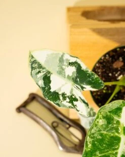 Variegated Alocasia 'Frydek' – Rare Velvet Foliage Houseplant -Ed's plant shop variegated alocasia frydek rare velvet foliage houseplant 999376