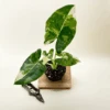 Variegated Alocasia 'Macrorrhiza' – Giant Foliage With Creamy White Marbling -Ed's plant shop variegated alocasia macrorrhiza giant foliage with creamy white marbling 1339764
