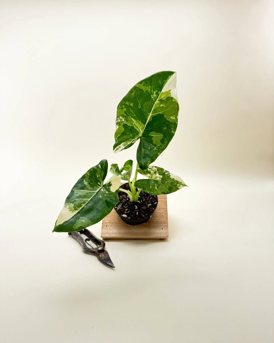 Variegated Alocasia 'Macrorrhiza' – Giant Foliage With Creamy White Marbling 4 Variegated Alocasia 'Macrorrhiza' – Giant Foliage With Creamy White Marbling - Image 2