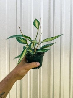 Variegated Hoya Macrophylla 'Pot Of Gold' 10 Variegated Hoya Macrophylla 'Pot Of Gold' -Ed's plant shop variegated hoya macrophylla pot of gold 377451