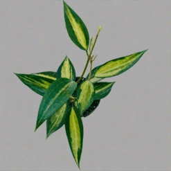 Variegated Hoya Macrophylla 'Pot Of Gold' 13 Variegated Hoya Macrophylla 'Pot Of Gold' -Ed's plant shop variegated hoya macrophylla pot of gold 567631