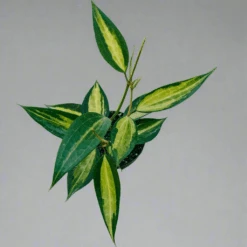 Variegated Hoya Macrophylla 'Pot Of Gold' 11 Variegated Hoya Macrophylla 'Pot Of Gold' -Ed's plant shop variegated hoya macrophylla pot of gold 689282