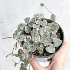 Variegated String Of Hearts - Ceropegia Woodii Variegata 9 Variegated String Of Hearts - Ceropegia Woodii Variegata -Ed's plant shop variegated string of hearts ceropegia woodii variegata 35 inch 184474