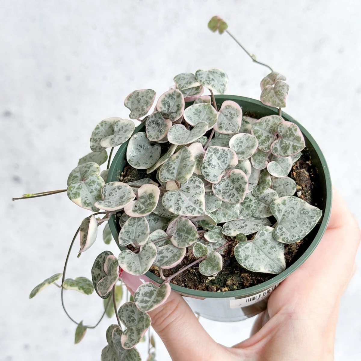 Variegated String Of Hearts - Ceropegia Woodii Variegata 5 Variegated String Of Hearts - Ceropegia Woodii Variegata - Image 3