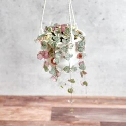 Variegated String Of Hearts - Ceropegia Woodii Variegata - 4.5 Inch Hanging Basket -Ed's plant shop variegated string of hearts ceropegia woodii variegata 45 inch hanging basket 733625