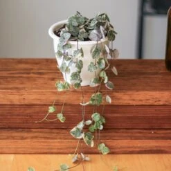Variegated String Of Hearts - Ceropegia Woodii Variegata - 4.5 Inch Hanging Basket -Ed's plant shop variegated string of hearts ceropegia woodii variegata 45 inch hanging basket 855559