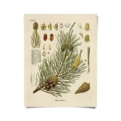 Vintage-Style Botanical Scots Pine Art Print