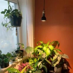 Vita LED Grow Light Pendant Kit - Effortless Indoor Plant Care -Ed's plant shop vita led grow light pendant kit effortless indoor plant care 795838