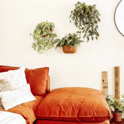 WallyGrow Eco Terracotta Wall Planter – Self-Watering Vertical Garden Kit -Ed's plant shop wallygrow eco terracotta wall planter self watering vertical garden kit 6350614