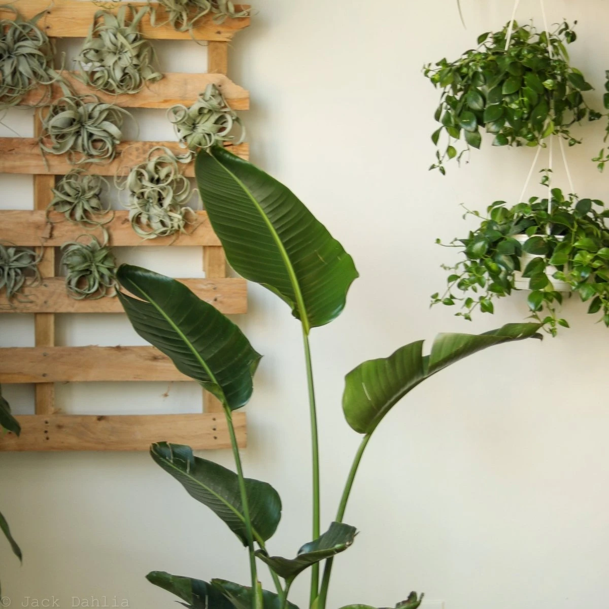 White Bird Of Paradise Floor Plant - NYC Local Pickup & Delivery Only 8 White Bird Of Paradise Floor Plant - NYC Local Pickup & Delivery Only - Image 6