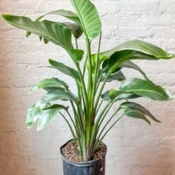 White Bird Of Paradise Floor Plant - NYC Local Pickup & Delivery Only