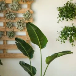 White Bird Of Paradise Floor Plant - NYC Local Pickup & Delivery Only 17 White Bird Of Paradise Floor Plant - NYC Local Pickup & Delivery Only -Ed's plant shop white bird of paradise floor plant nyc local pickup delivery only 668941