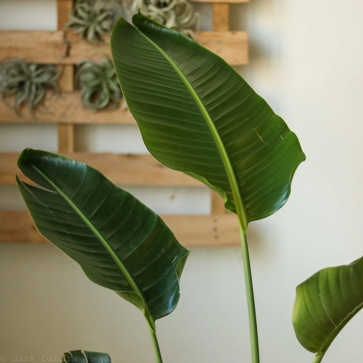 White Bird Of Paradise Floor Plant - NYC Local Pickup & Delivery Only 10 White Bird Of Paradise Floor Plant - NYC Local Pickup & Delivery Only - Image 8