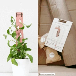 Wooden Extendable Plant Support & Trellis - Zella 17 Wooden Extendable Plant Support & Trellis - Zella -Ed's plant shop wooden extendable plant support trellis zella 115130