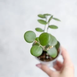 Xerosicyos Danguyi - Silver Dollar Vine -Ed's plant shop xerosicyos danguyi silver dollar vine 526760