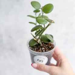 Xerosicyos Danguyi - Silver Dollar Vine -Ed's plant shop xerosicyos danguyi silver dollar vine 742371