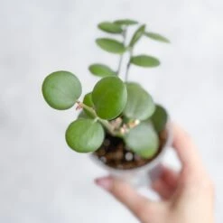 Xerosicyos Danguyi - Silver Dollar Vine -Ed's plant shop xerosicyos danguyi silver dollar vine 891282