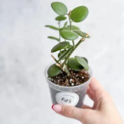 Xerosicyos Danguyi - Silver Dollar Vine -Ed's plant shop xerosicyos danguyi silver dollar vine 993364