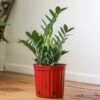 Zamioculcas Zamiifolia - Large ZZ Floor Plant -Ed's plant shop zamioculcas zamiifolia large zz floor plant 838275