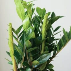 Zamioculcas Zamiifolia - Large ZZ Floor Plant -Ed's plant shop zamioculcas zamiifolia large zz floor plant 974011