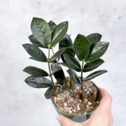 Zamioculcas Zamiifolia 'Oscura' - Black ZZ Plant 10 Zamioculcas Zamiifolia 'Oscura' - Black ZZ Plant -Ed's plant shop zamioculcas zamiifolia oscura black zz plant 4 inch 182441