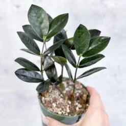 Zamioculcas Zamiifolia 'Oscura' - Black ZZ Plant 9 Zamioculcas Zamiifolia 'Oscura' - Black ZZ Plant -Ed's plant shop zamioculcas zamiifolia oscura black zz plant 4 inch 559744