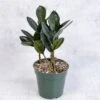 Zamioculcas Zamiifolia 'Oscura' - Black ZZ Plant -Ed's plant shop zamioculcas zamiifolia oscura black zz plant 4 inch 858929