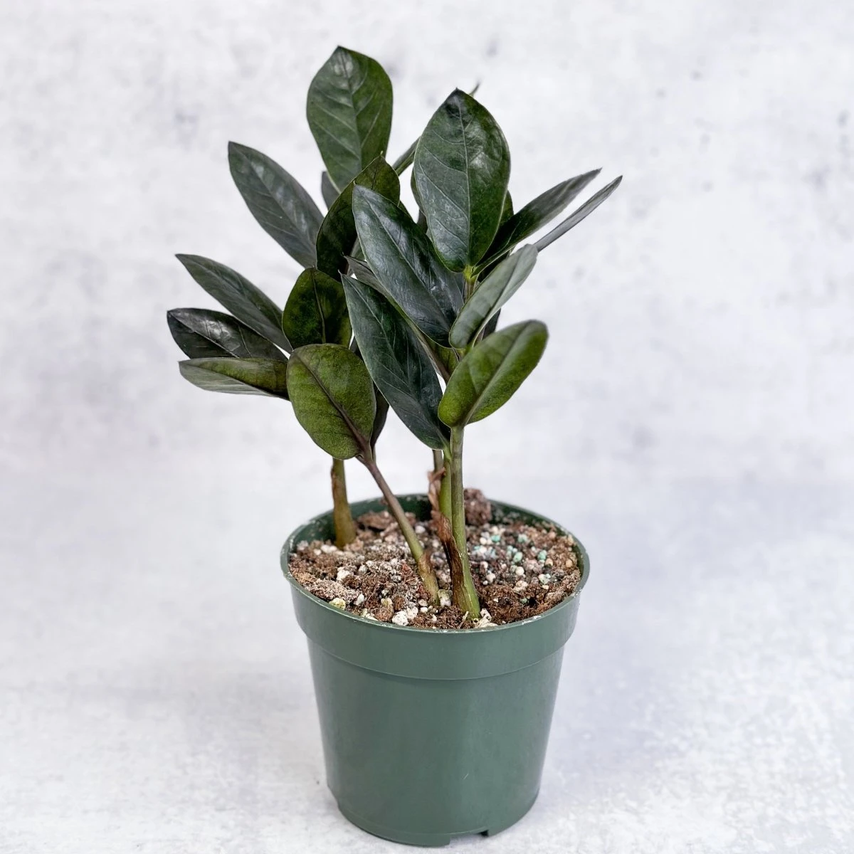 Zamioculcas Zamiifolia 'Oscura' - Black ZZ Plant 3 Zamioculcas Zamiifolia 'Oscura' - Black ZZ Plant