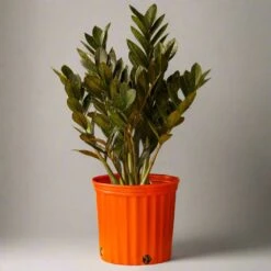 Zamioculcas Zamiifolia 'Raven ZZ' -Ed's plant shop zamioculcas zamiifolia raven zz 332784