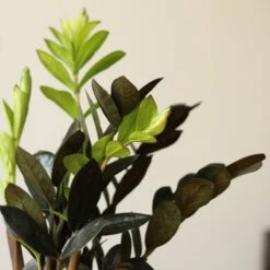 Zamioculcas Zamiifolia 'Raven ZZ' -Ed's plant shop zamioculcas zamiifolia raven zz 823357