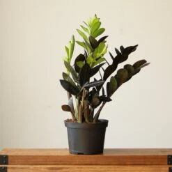 Zamioculcas Zamiifolia 'Raven ZZ' -Ed's plant shop zamioculcas zamiifolia raven zz various sizes 426237