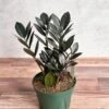 Zamioculcas Zamiifolia 'Raven ZZ' 2 Zamioculcas Zamiifolia 'Raven ZZ' -Ed's plant shop zamioculcas zamiifolia raven zz various sizes 726188