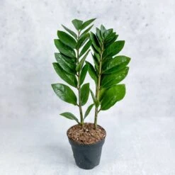 Zamioculcas Zamiifolia -ZZ Plant -Ed's plant shop zamioculcas zamiifolia zz plant various sizes 415559