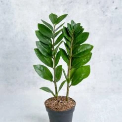 Zamioculcas Zamiifolia -ZZ Plant -Ed's plant shop zamioculcas zamiifolia zz plant various sizes 430612