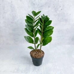 Zamioculcas Zamiifolia -ZZ Plant -Ed's plant shop zamioculcas zamiifolia zz plant various sizes 566575