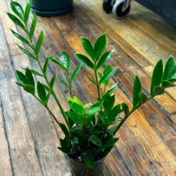 Zamioculcus Zamicro - Zamicro ZZ Plant -Ed's plant shop zamioculcus zamicro zamicro zz plant 917830