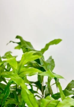 Zealandia Pustulatum 'Kangaroo Paw' - Kangaroo Paw Fern - 6 Inch -Ed's plant shop zealandia pustulatum kangaroo paw kangaroo paw fern 6 inch 344531