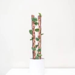 Zella Wooden Trellis: Stylish, Extendable Plant Support For Climbing Plants -Ed's plant shop zella wooden trellis stylish extendable plant support for climbing plants 831836